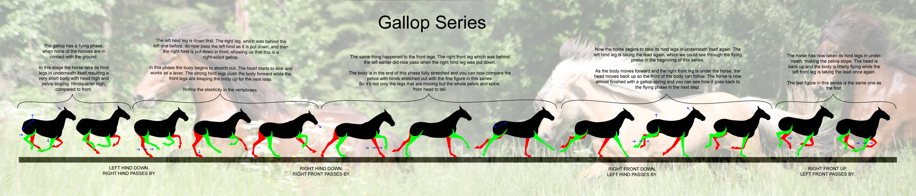 Gallop