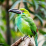 Green Andean Toucan