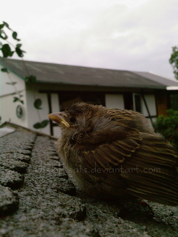 Little Sparrow