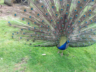 Peacock