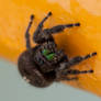 Phidippus audax