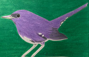 Purple songbird: Christmas gift 1/5 (Dec 2022)