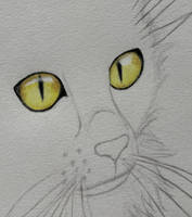 Yellow cat eyes (Dec 2022)