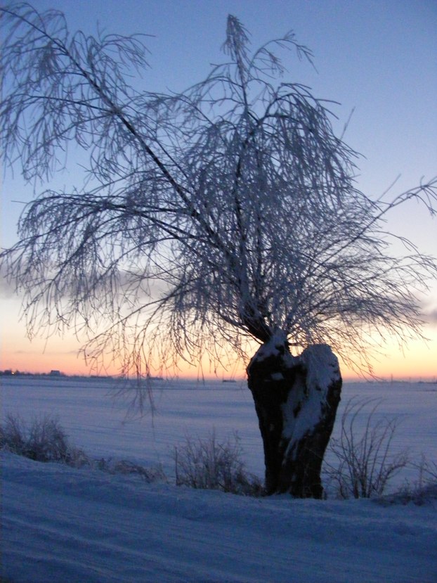 An Icy Tree