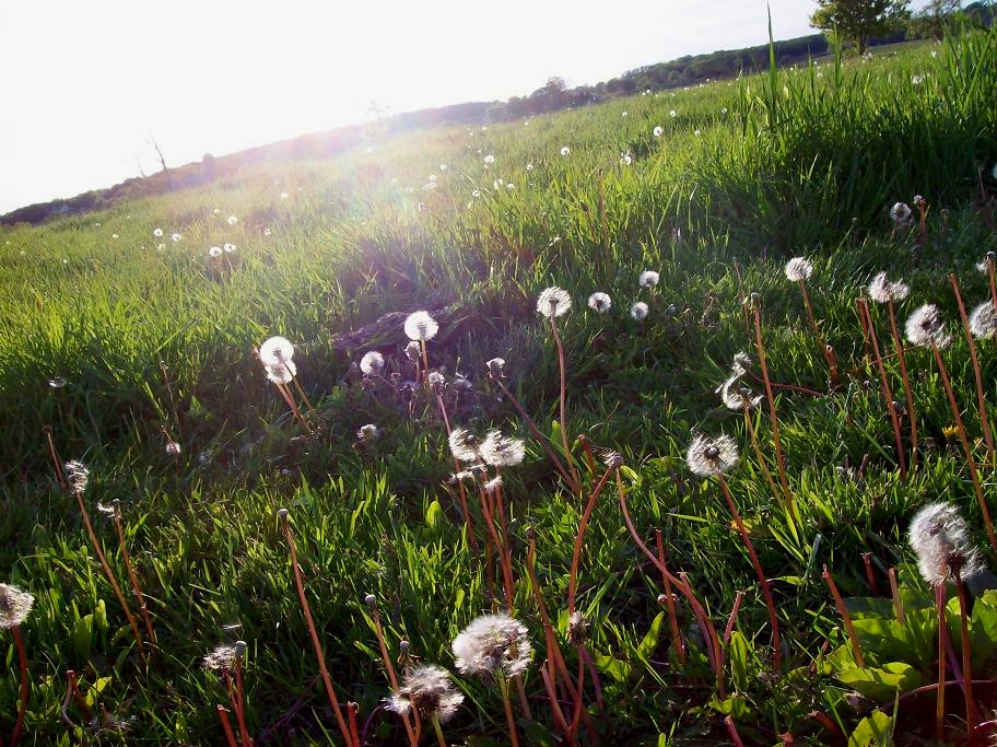 Blowing away in the wind