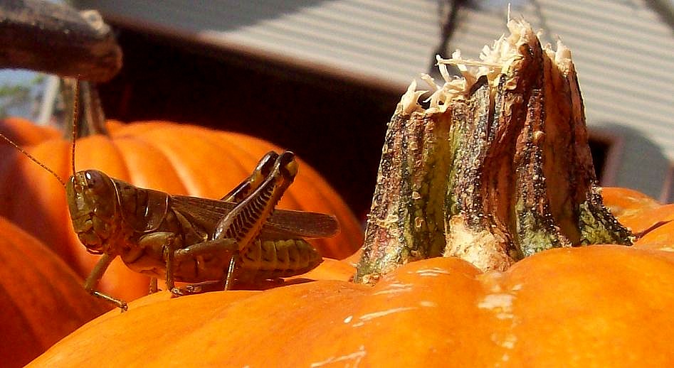 Protector of the pumpkins