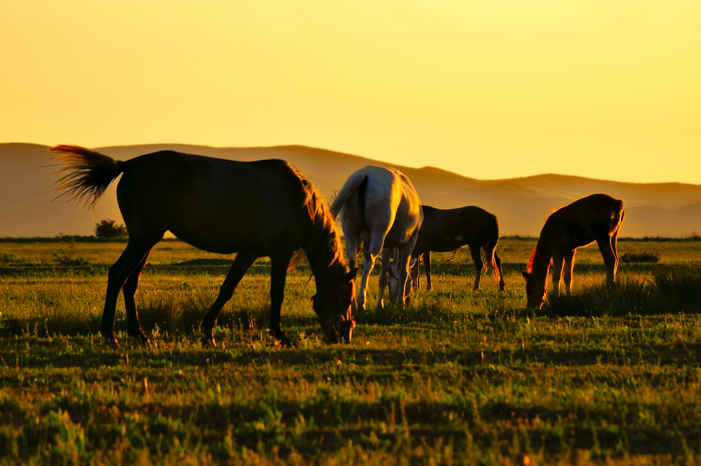 sunrise herd