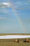 Camels and the rainbow by elimoe
