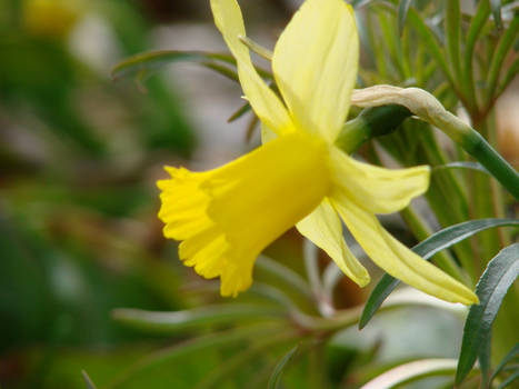 Daffodil in Repose