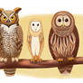 Owls