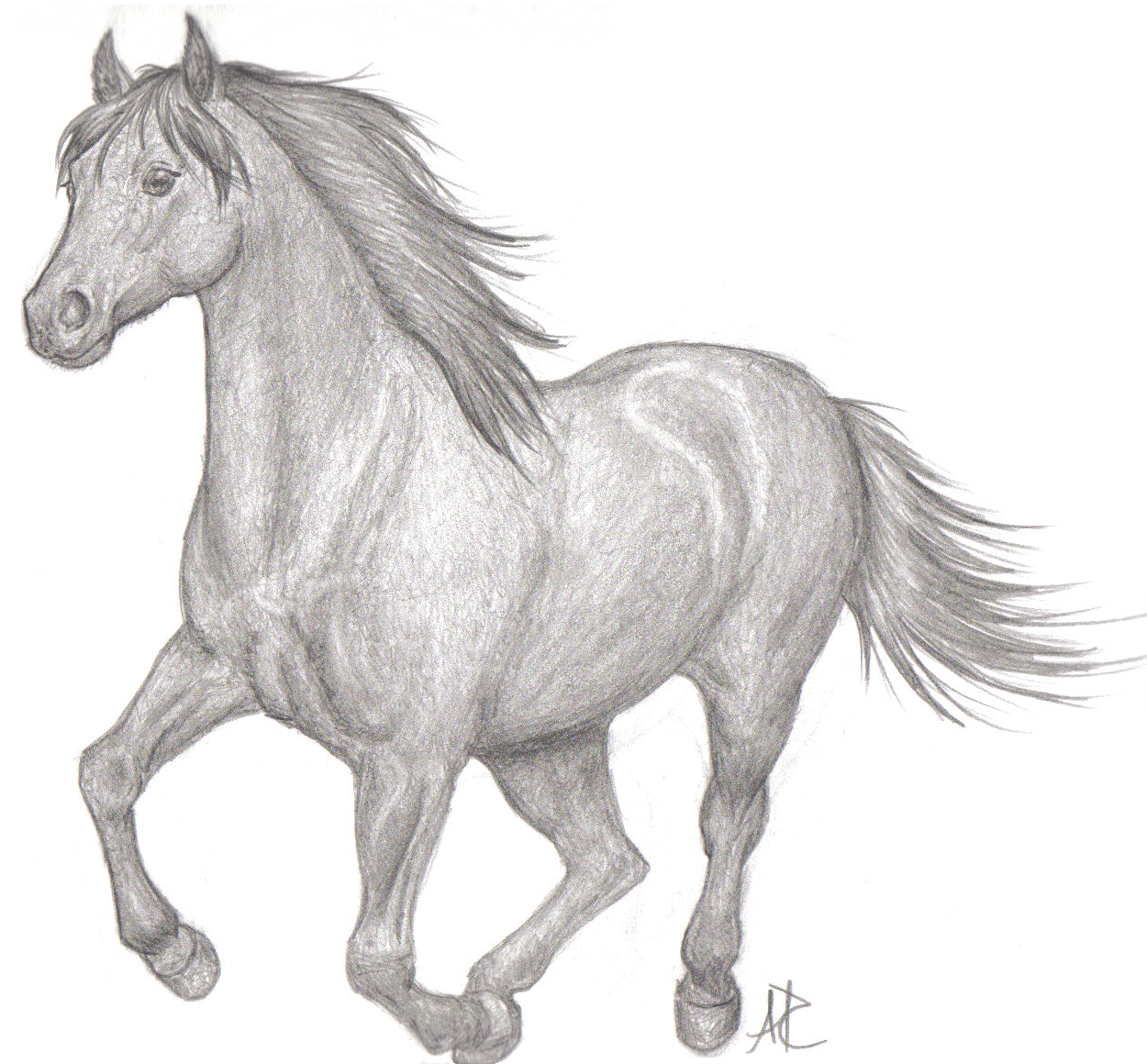 Running Horse by aerettberg on DeviantArt