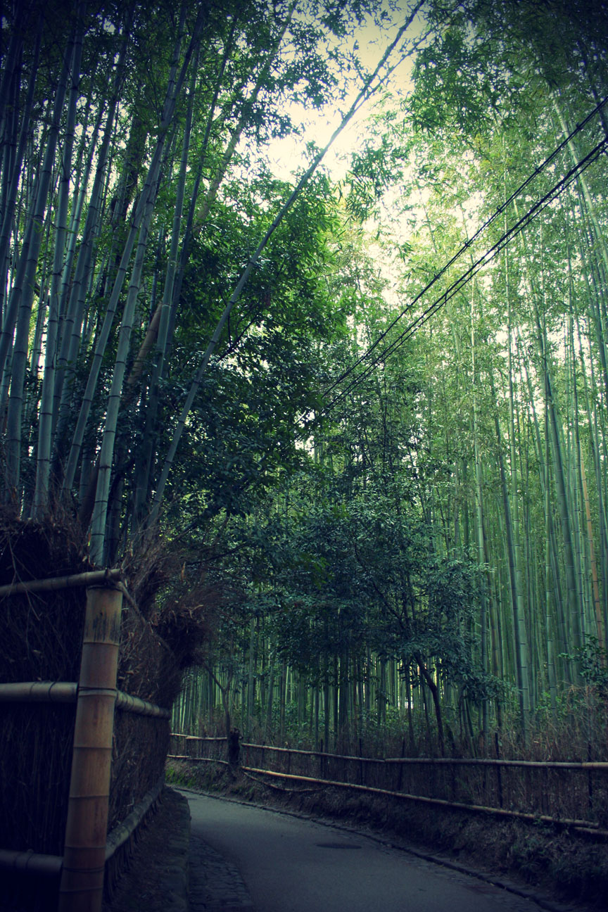 sagano bamboo forest