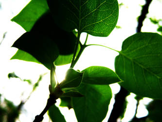 The Plant's Veins