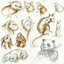 More Animal Wildlife Drawings