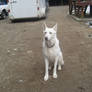 White German Shepherd 1