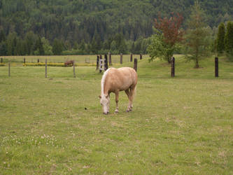 Palomino Pony Stock 1