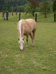 Palomino Pony Stock 2