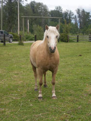 Palomino Pony Stock 3