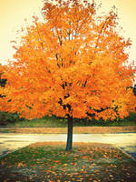 Autumn Tree