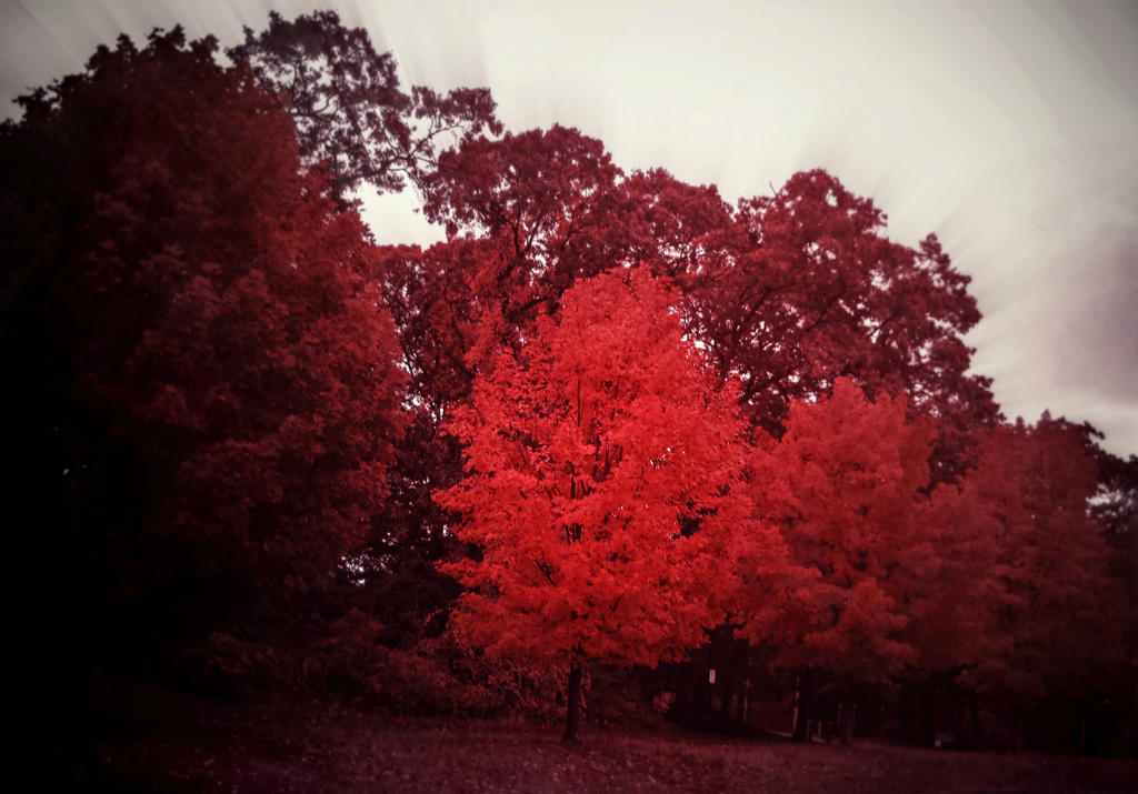 Beaute Rouge