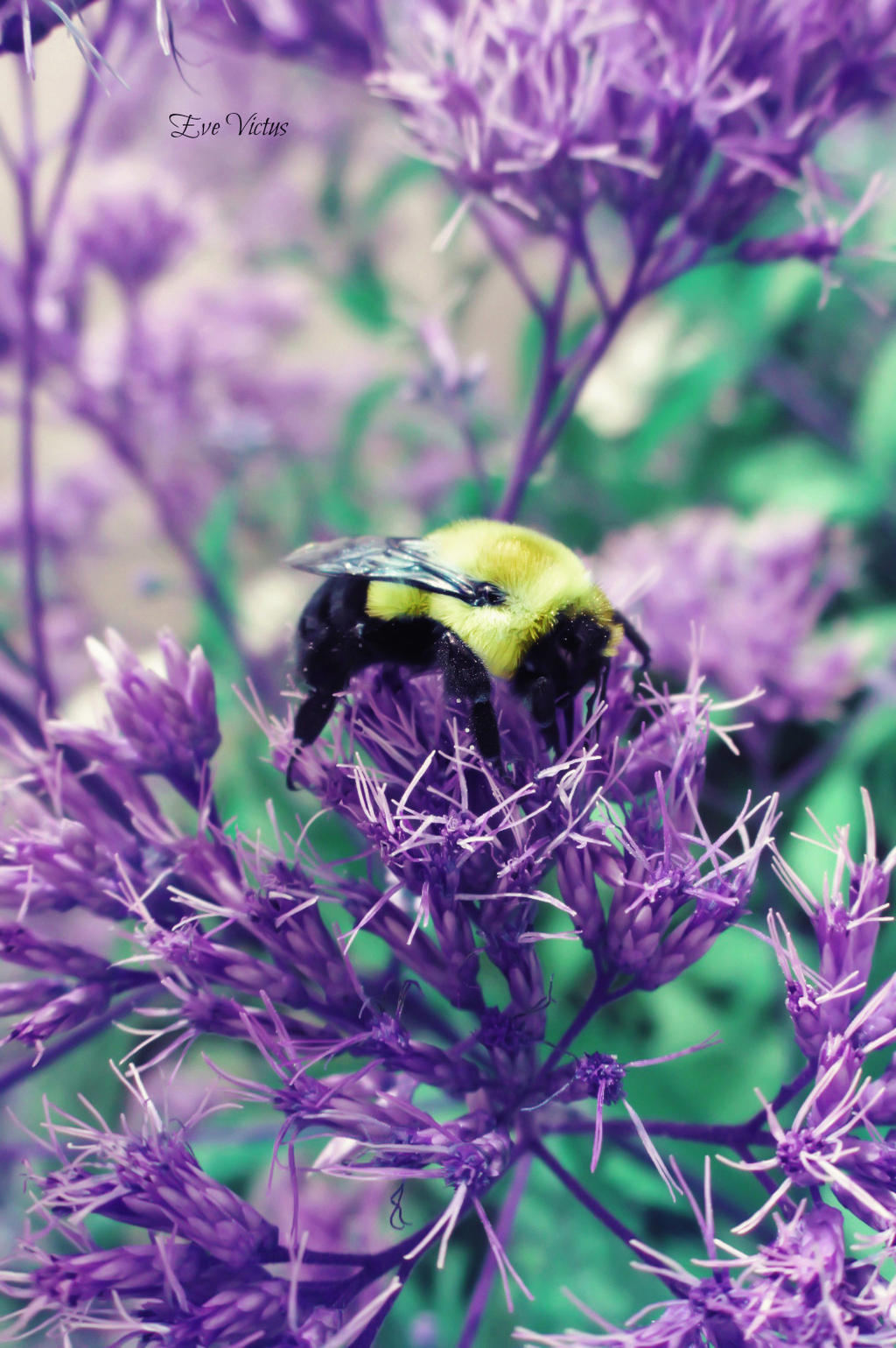 Abeille 3 by EvelynVictus