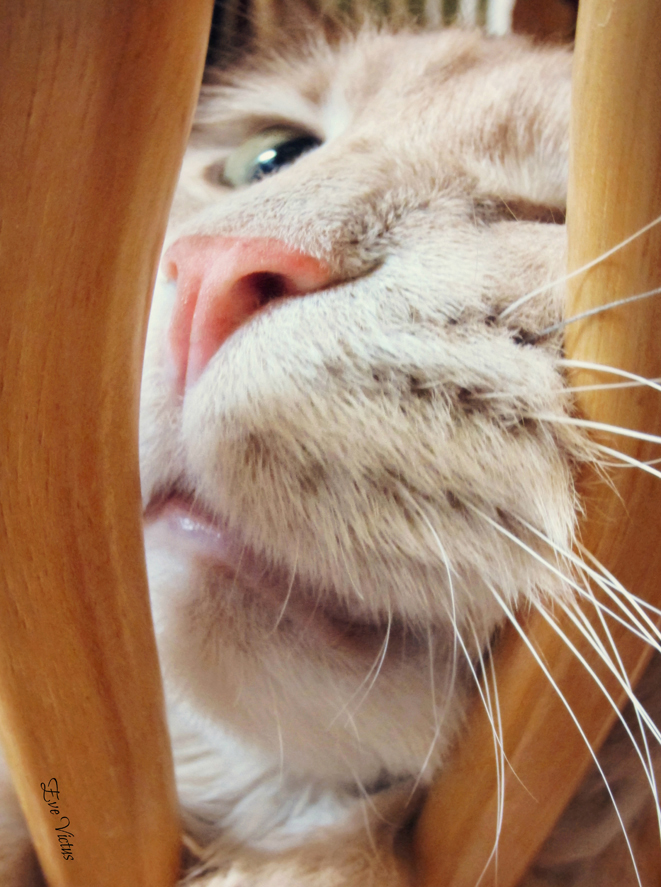 Fisheye Cat by EvelynVictus Fisheye Cat by EvelynVictus
