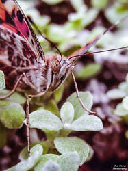 Butterfly Close-Up by EvelynVictus