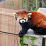 Adorable Red Panda