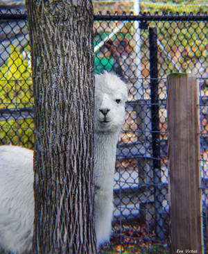 I've Got My Eye On You by EveVictus I've Got My Eye On You by EveVictus