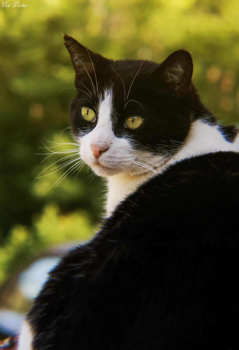 Farm Cat