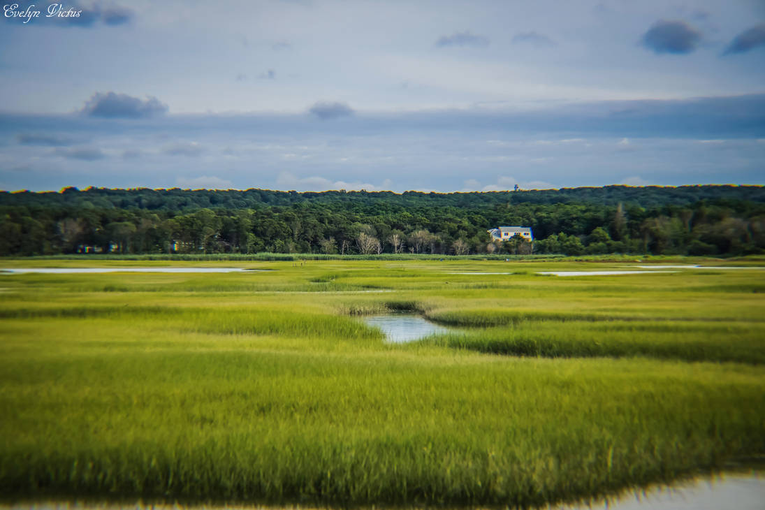 Marshes in Cape Cod by EvelynVictus on DeviantArt
