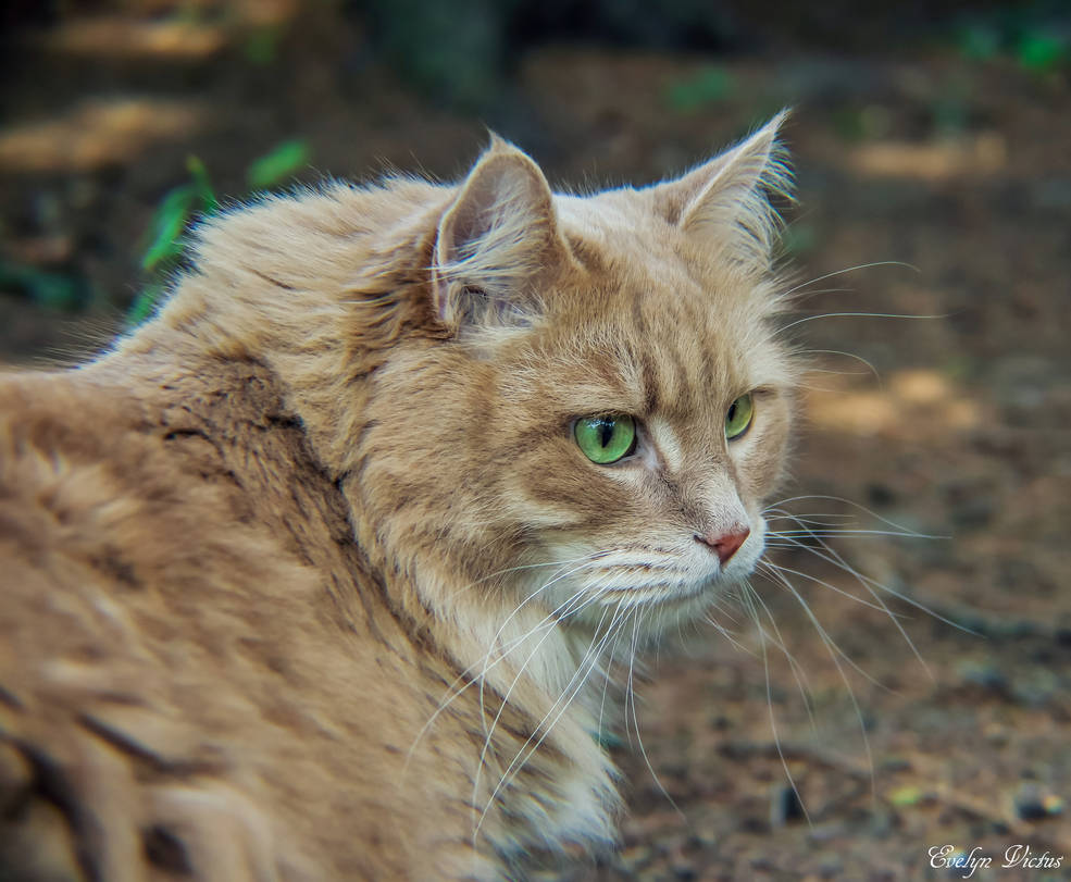 Green Eyes 2 by EvelynVictus