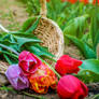 Basket of Tulips