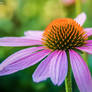 Vibrant Echinacea