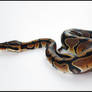 Ball Python 01