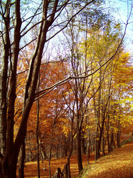 Autumnal Symbolism VI