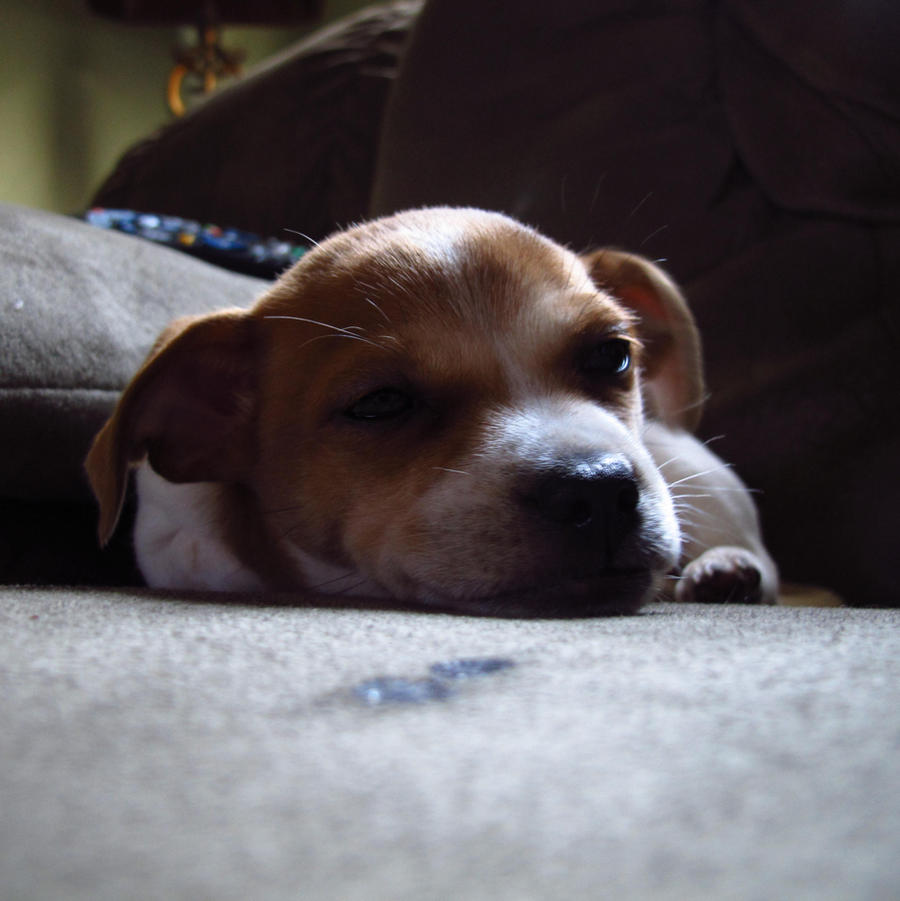 Sleepy Pup by blackblood2010 on DeviantArt