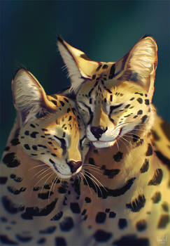 Servals (Photo Study)