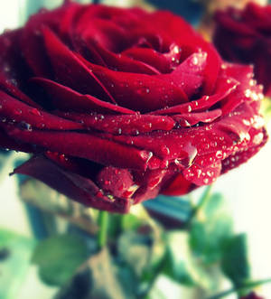 Red rose