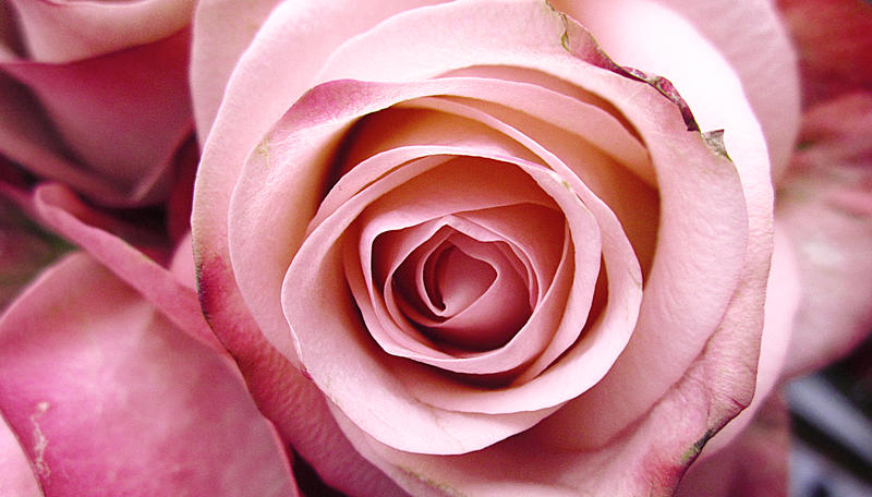 Роза parmida эквадор Роза parmida эквадор