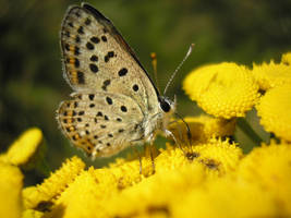 Lycaena tityrus