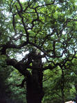 firmly rooted by oblivionhaze