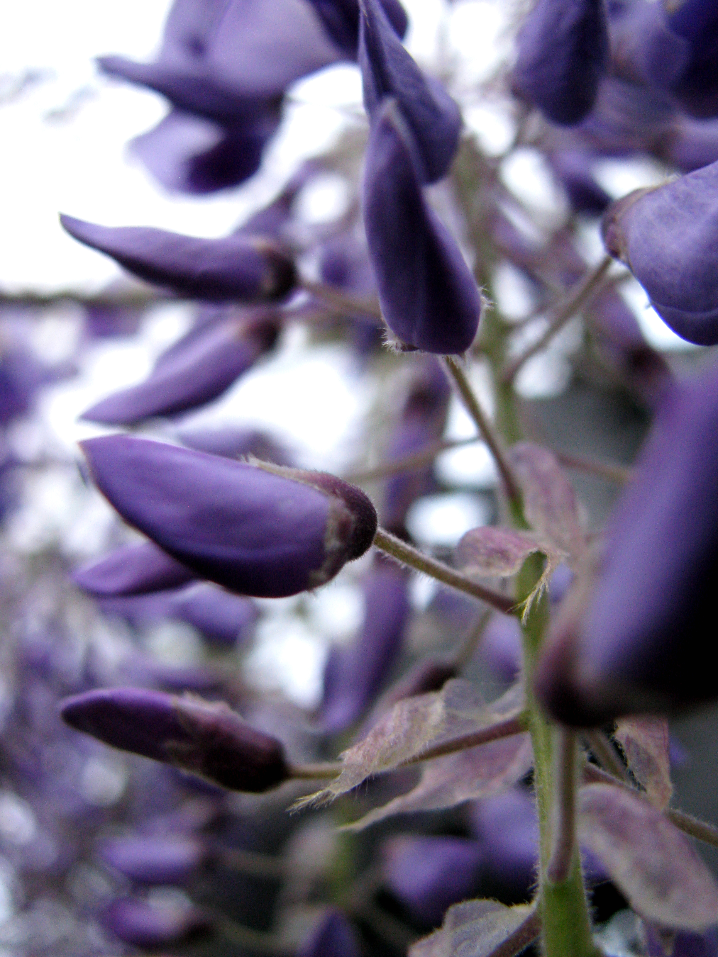 Wisteria