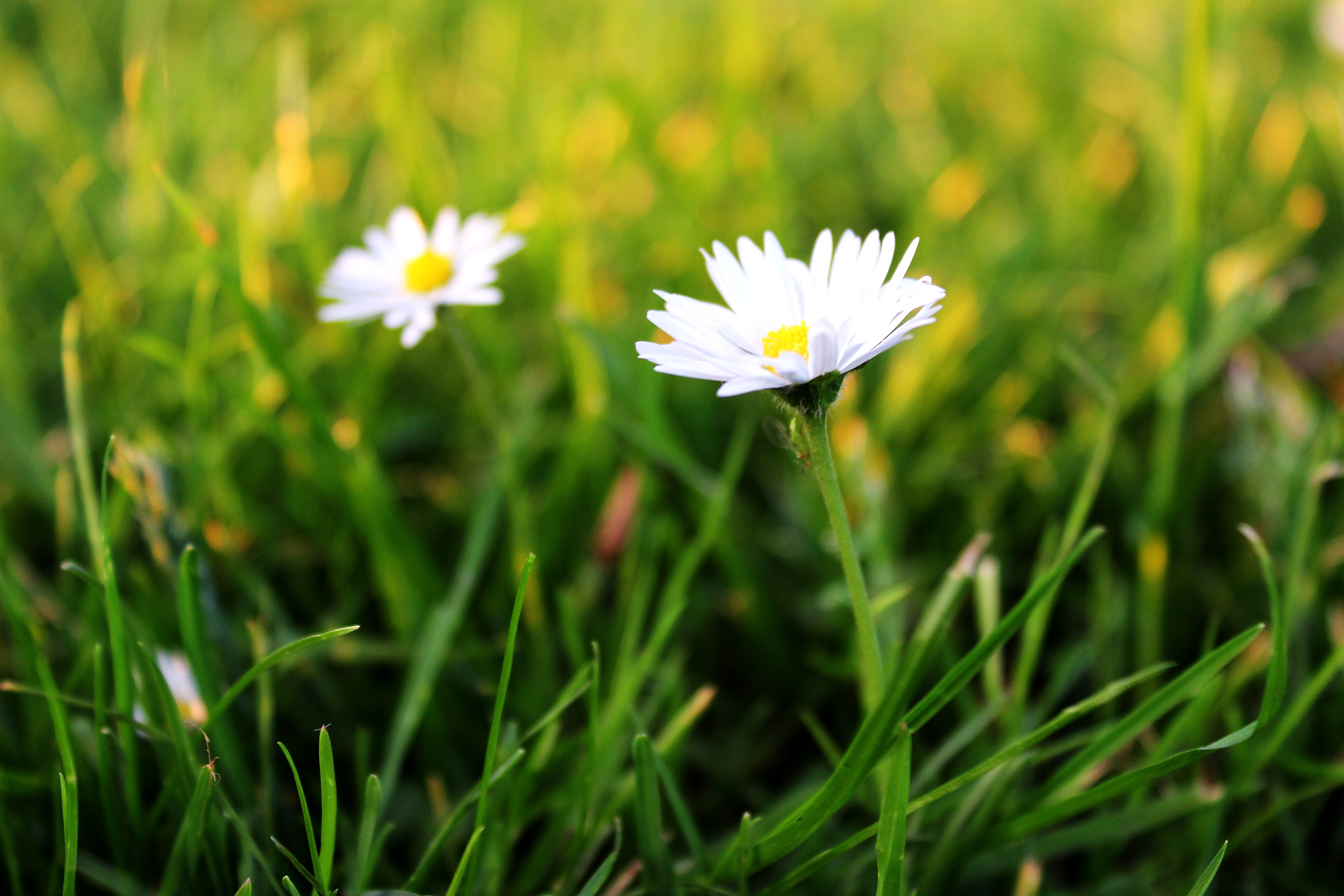 Daisies 1