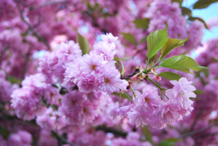 Cherry blossom