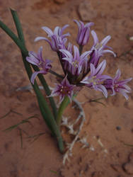 Desert Flower