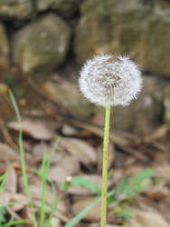 Wishing Flower