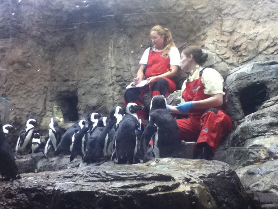 Feeding Time for the Penguins :D