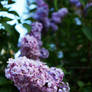 Lilac Processional