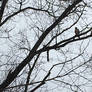 Hawk in spring park - 2